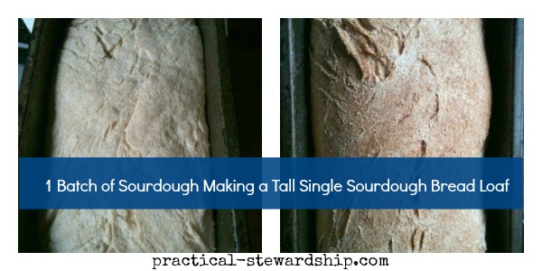 Single Sourdough Bread @ practical-stewardship.com