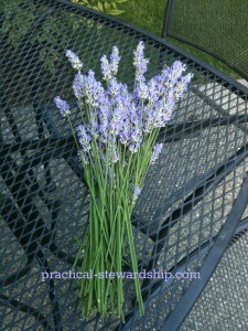 Cut Lavender