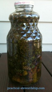 Lavender Infused Oil