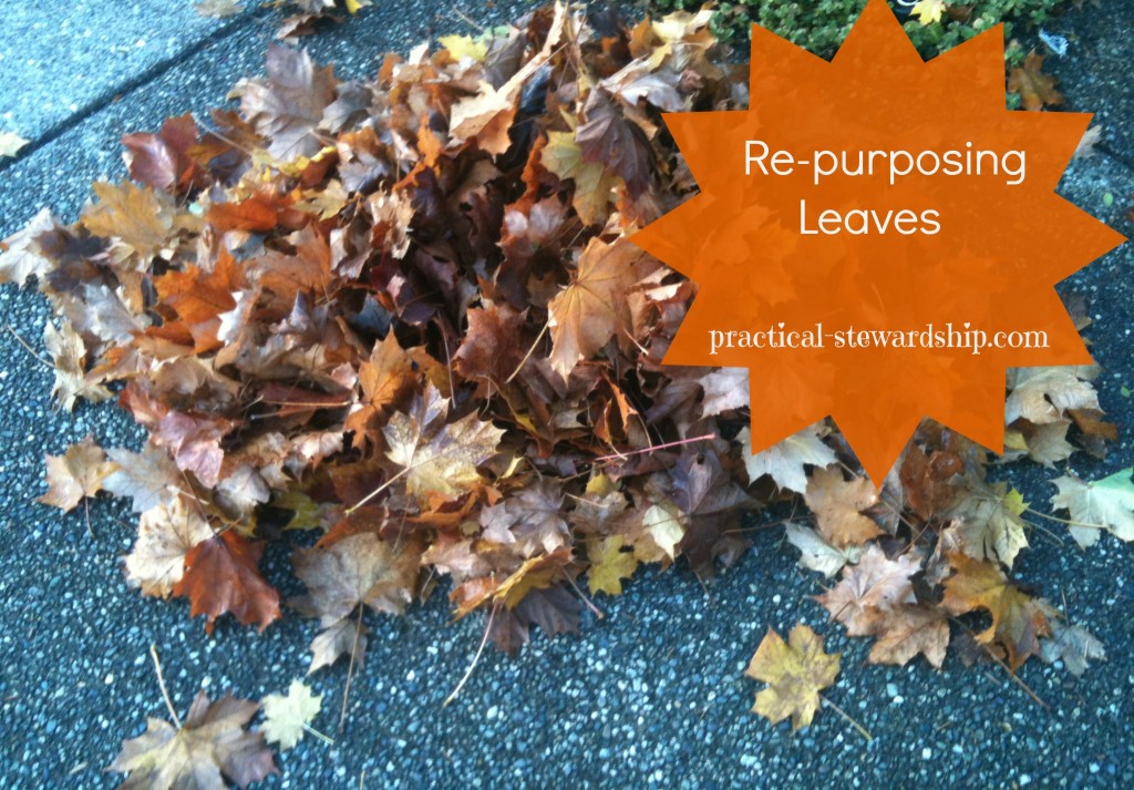 Re-purposing Leaves to Keep Down Those Weeds - Practical Stewardship