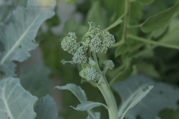 Broccoli